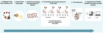 Transcriptomic analysis of the tick midgut and salivary gland responses upon repeated blood-feeding on a vertebrate host